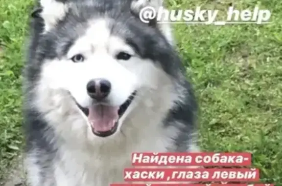 Найдена собака Хаски в Балабаново-Обнинск, Калужская область