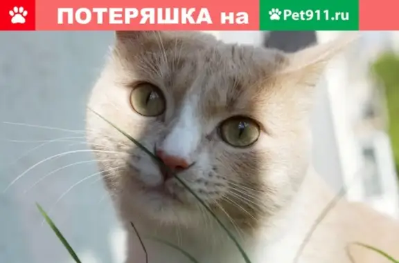 Пропала кошка Сеня на улице Достоевского, 97