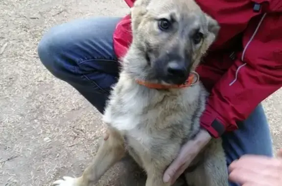 Собака с ошейником trixie найдена в Шуваловском Парке