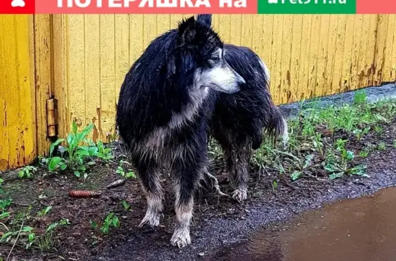 Найдена собака в Филимоново, Союз-6, Московская обл.