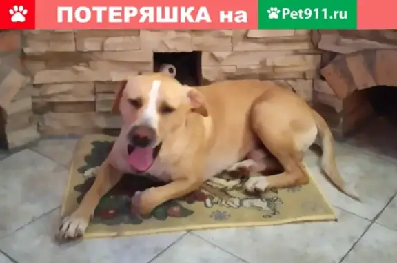Пропал пёс Крис в Солнечногорске