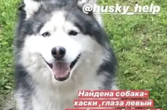 Найдена собака в Балабаново-Обнинск