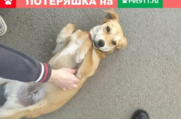 Найдена собака в Краснодаре, ищет хозяев