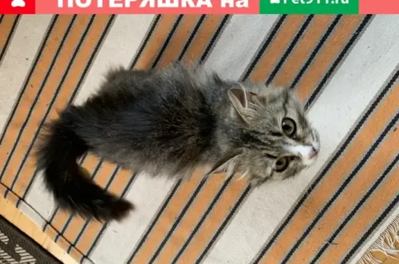 Пропала кошка в Чехове, улица Маркова, 6