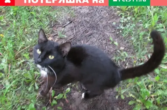 Найден черный котик с ошейником на улице Покровского, Вичуга.