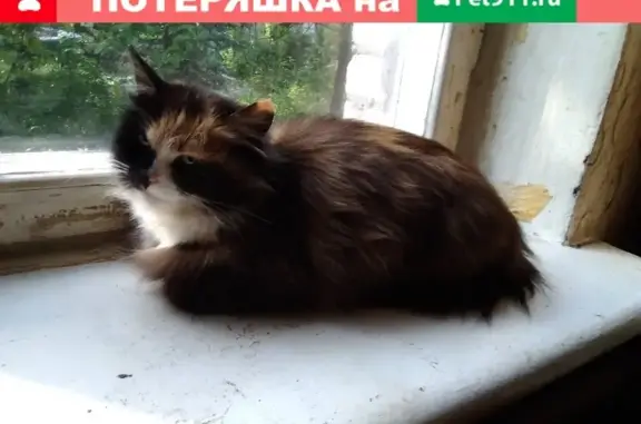 Найдена кошка в районе Жилино-2, Московская обл.