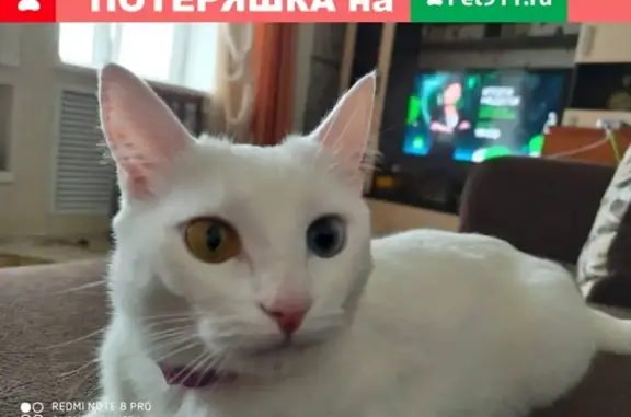 Объявления о пропавших и найденных животных, Киров, фото: Пропала белая кошка с ошейником в Кирове, Матанцах