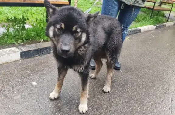 Найдена собака в Одинцово, п. ВНИИССОК на ул. Дружбы