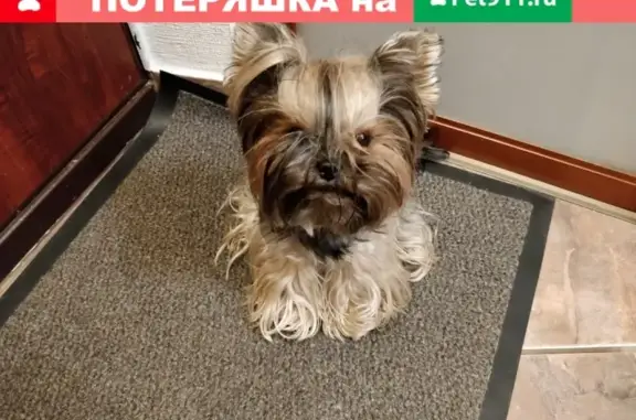 Пропала собака Боня на пер. Кривопустенко, Новочеркасск