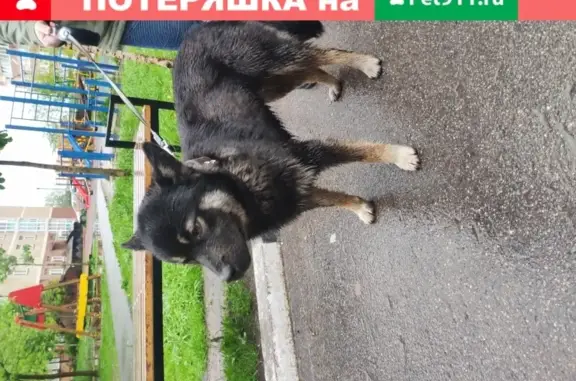 Найдена собака Кобель в посёлке ВНИИССОК.