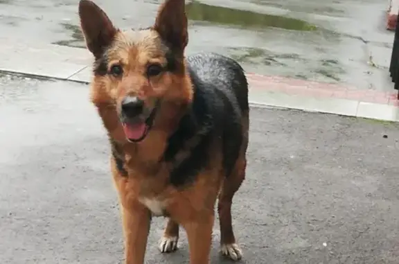 Найдена собака у общежития на Леоновском шоссе 17