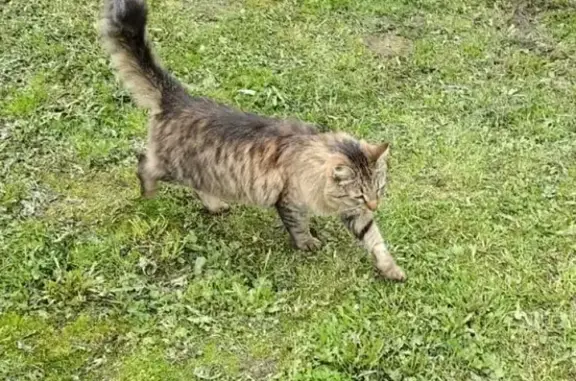 Найдена красивая и ласковая кошка в Вологде