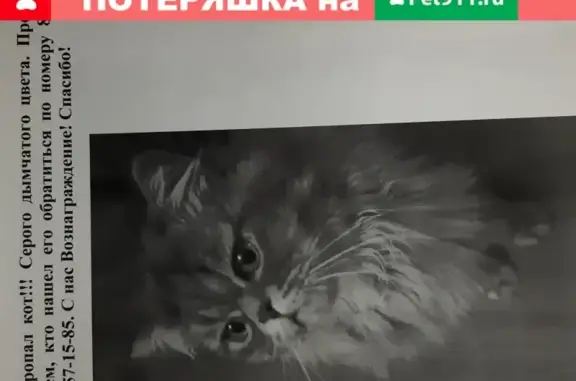 Пропала персидская кошка на ул. Бисерная, Краснодар