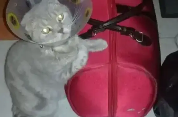 Кошки потеряшки, Екатеринбург, фото: Потеряшка кошка в Пионерском районе, нужна помощь!