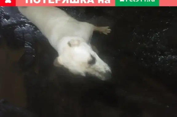 Собака Белый без хвоста и ушей в Подольске