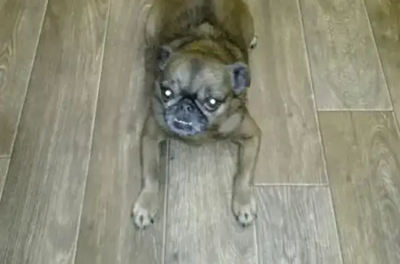 Потерянные животные Москва, фото: Пропала собака на Илимской улице, д.10