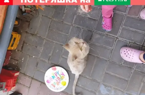 Найден красивый ручной кот в Батайске