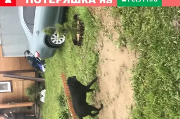 Найден чёрный лабрадор в СНТ Коврово-2, ищем хозяев