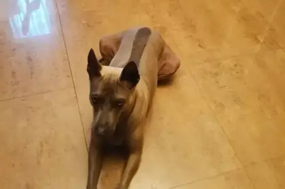 Потерянные животные Супонево, фото: Пропала собака Эни в Супонево, Брянская обл.