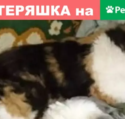 Пропала кошка в Вырице на Бакунина 87