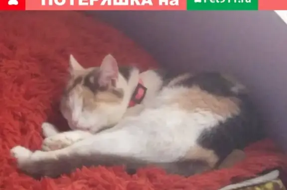 Пропала кошка в Новокубанске, Краснодарский край
