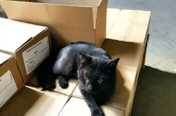 Найден черный кот в Нальчике, Затишье