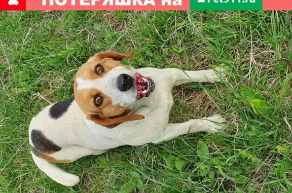 Пропала собака Дана в пос. Луначарский, Кисловодск