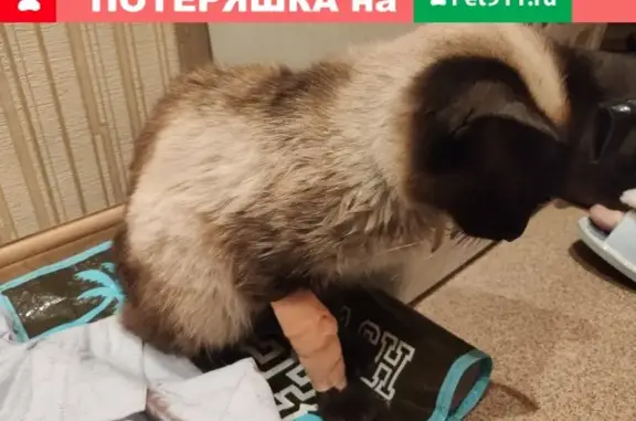 Найдена кошка в Пензе, ул. Леонова, нужна помощь владельца