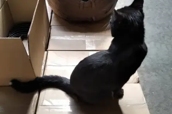 Найден молодой черный кот в Нальчике