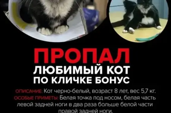 Пропала кошка Бонус с Большого Каретного переулка, Москва