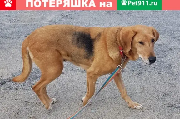 Пропала собака на улице Донецкой, Волгоград, Россия