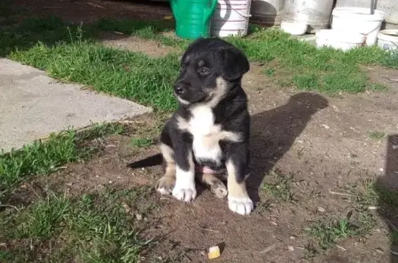 Найдена беззащитная собачка в Минске