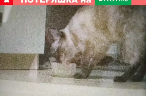 Пропала кошка Мордочка в Люберцах, ул. Авиаторов, 2к2