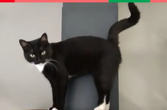 Кошки потеряшки, Санкт-Петербург, фото: Потеряшка кошка в СПб, пер. Зайцева 1 июня