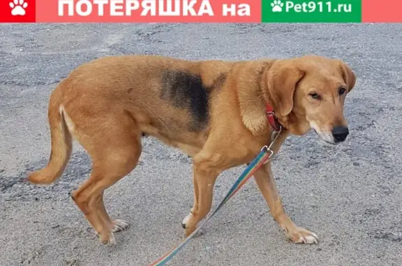 Пропала собака Герда на ул. Донецкой 16а