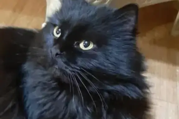 Пропала чёрная кошка Маркиз в Майкопе, Республика Адыгея