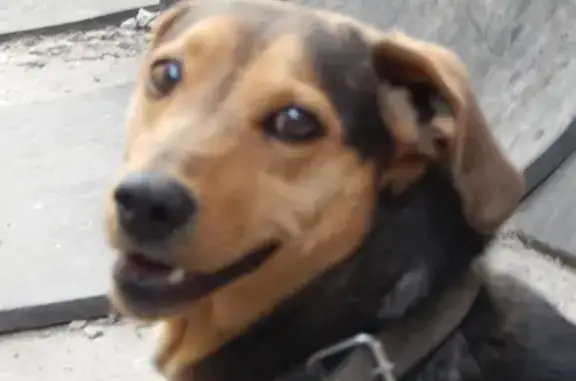 Собаки потеряшки, Красноярск, фото: Потеряшка такса в поселке Суворовском, Красноярский край