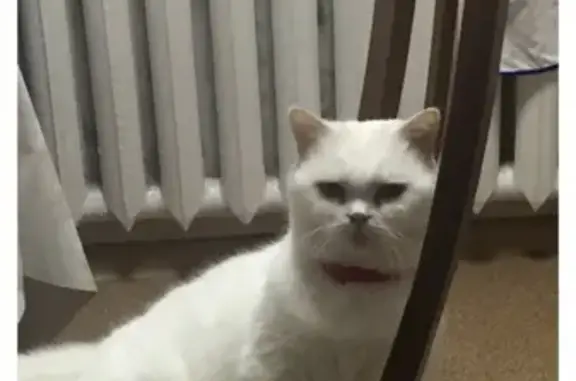 Пропал глухой белый кот возрастом 12 лет на Казанском вокзале (Москва)
