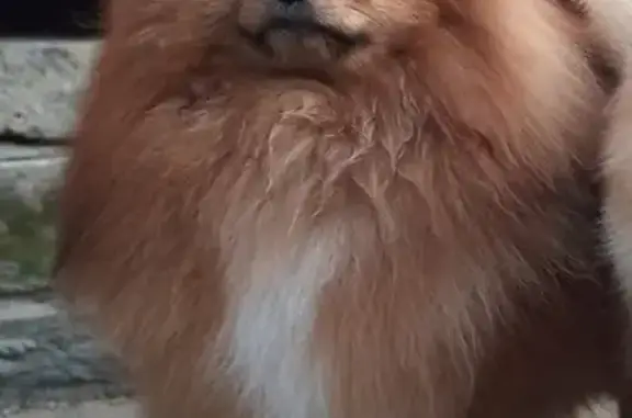 Собаки потеряшки, , фото: Потеряшка собака на Чебоксарской улице