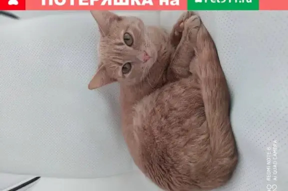 Пропала кошка в Щербинке, ул. Барышевская роща 24
