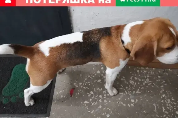 Собака Тихая найдена в Красноярске, умная и знает команду 