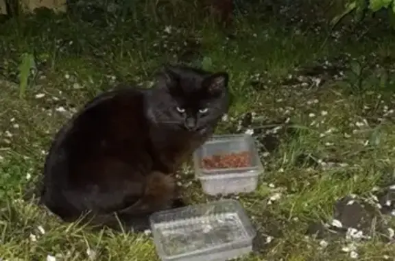 Найдена кошка в деревне Азаровка, Тульская область
