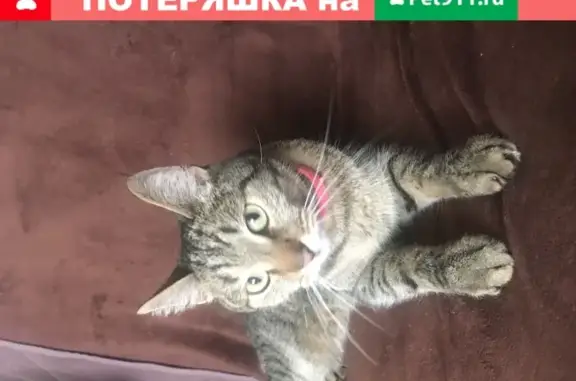 Найден кот на улице Партизанской 9к2