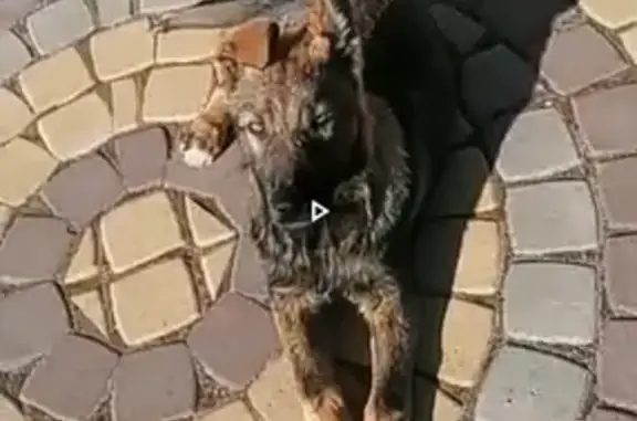 Найдена собака в п.Аннолово, Ленобласть