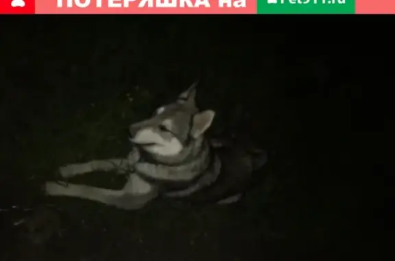 Собака с цепью найдена в Веськово