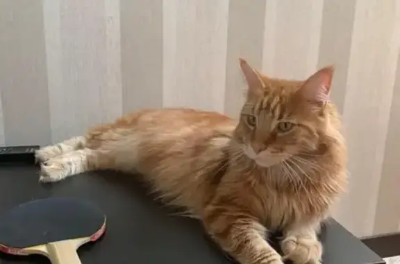 Пропала рыжая кошка в Москве, СНТ Фронтовики СВАО