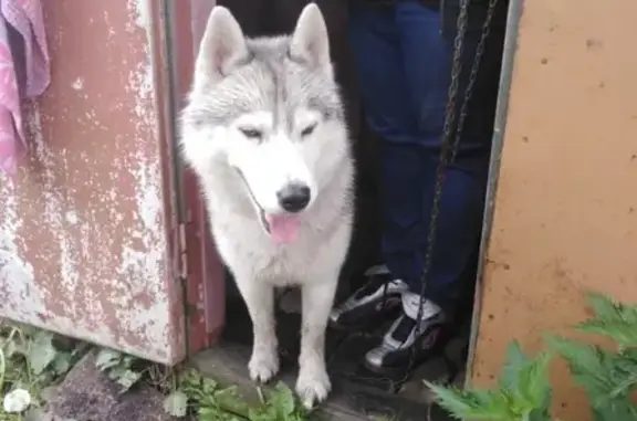 Найденные животные Липецк, фото: Собака найдена на Трассе Липецк-Усмань в районе Фащевки