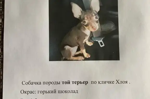 Пропала собака в Волоколамске!