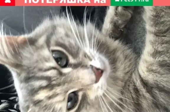 Пропала кошка в Таврово-7, Белгородская область