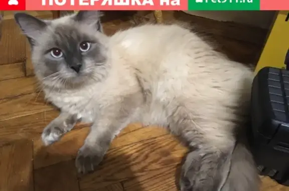 Пропала кошка Кот, возраст 2 года, порода невский - маскарадный, адрес: Москва, Херсонская улица, 7к1.